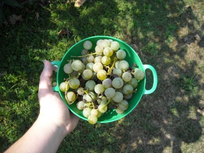 Homemade Grape Juice • From the Hart Farm